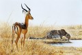 cheetah and impala ram